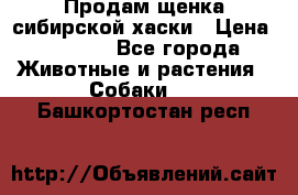 Продам щенка сибирской хаски › Цена ­ 8 000 - Все города Животные и растения » Собаки   . Башкортостан респ.